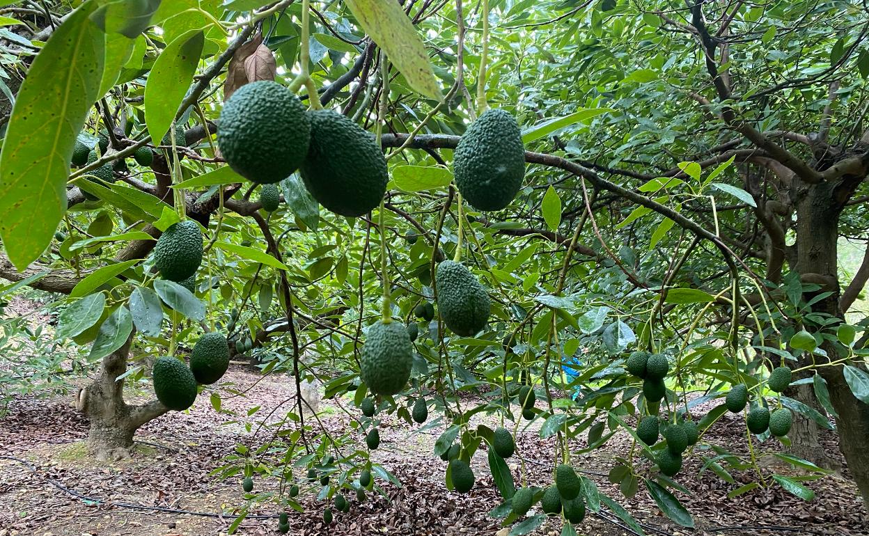 La cosecha de aguacates ha sido este año un 25% inferior, con 61.500 toneladas. 