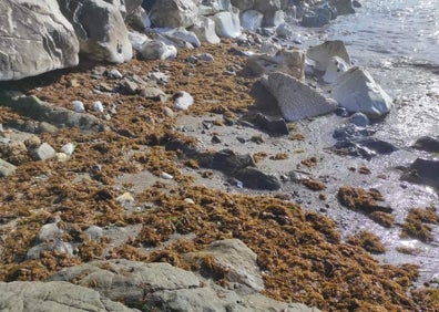 Imagen secundaria 1 - Los expertos consideran que este alga se expande a gran velocidad y es un riesgo para la flora y fauna local. 