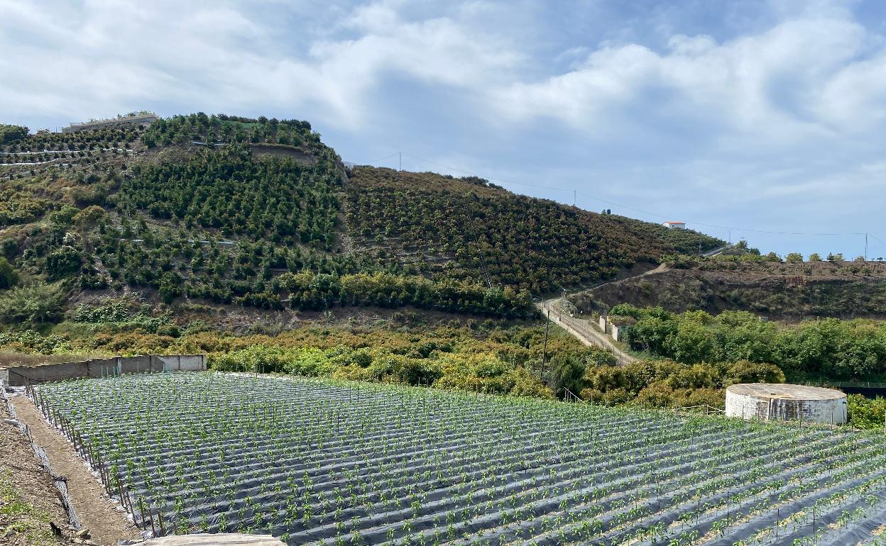 Cultivos bajo plásticos y fincas de mangos en el río Algarrobo. 