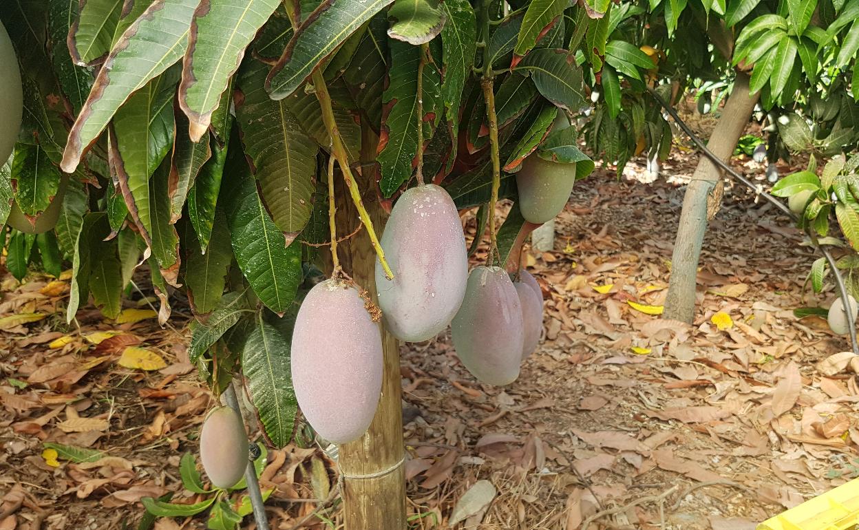 Uno de los proyectos de investigación está relacionado con el cultivo del mango. 