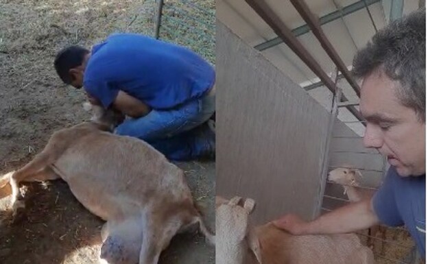 Jorge Bandera, durante la reanimación del animal y con la cabra ya recuperada. 