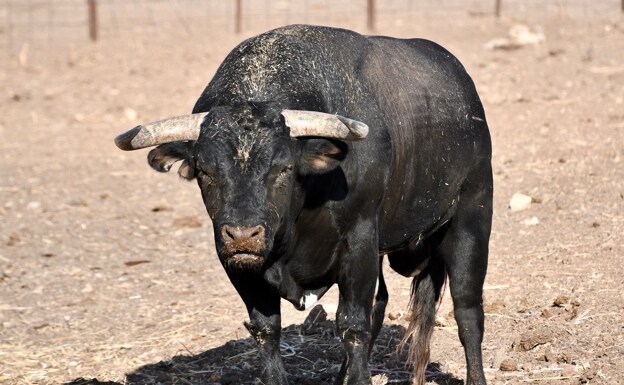 Toro de Rocío de la Cámara.