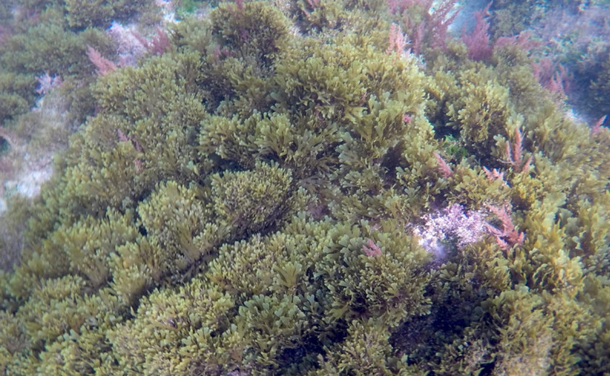 Alga asiática en el fondo del Mar Mediterráneo. 