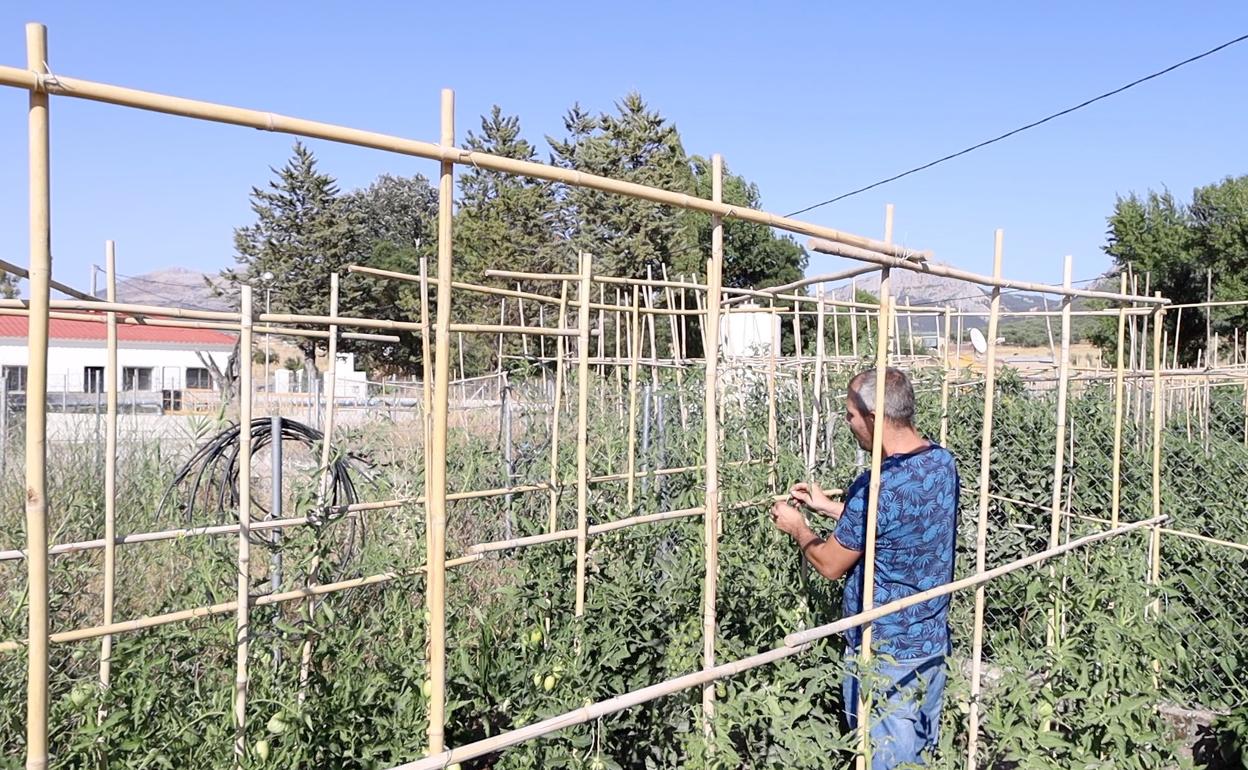 Jesús, uno de los agricultores que trabaja los huertos sociales de Villanueva del Trabuco. 