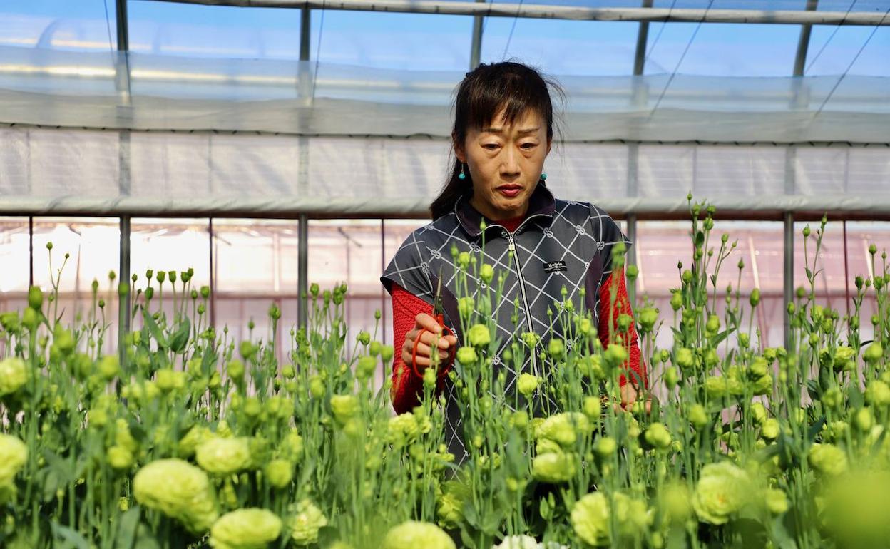 Yukari Shimizu cuida las eustomas de Fukushima. 