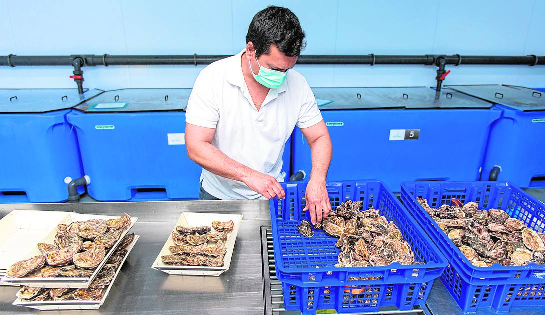 José Manuel Escobedo selecciona ostras en función del calibre en Mariscos Vivos. El vivero permite mantener el producto en condiciones óptimas