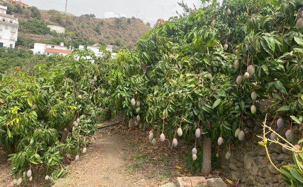 Finca de mangos en Algarrobo. 