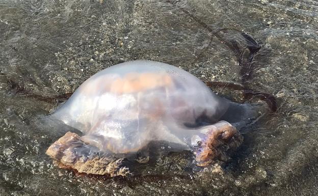 Medusas en las playas de Málaga: el Aula del Mar espera un agosto «complicado» por su alta presencia en todo el litoral