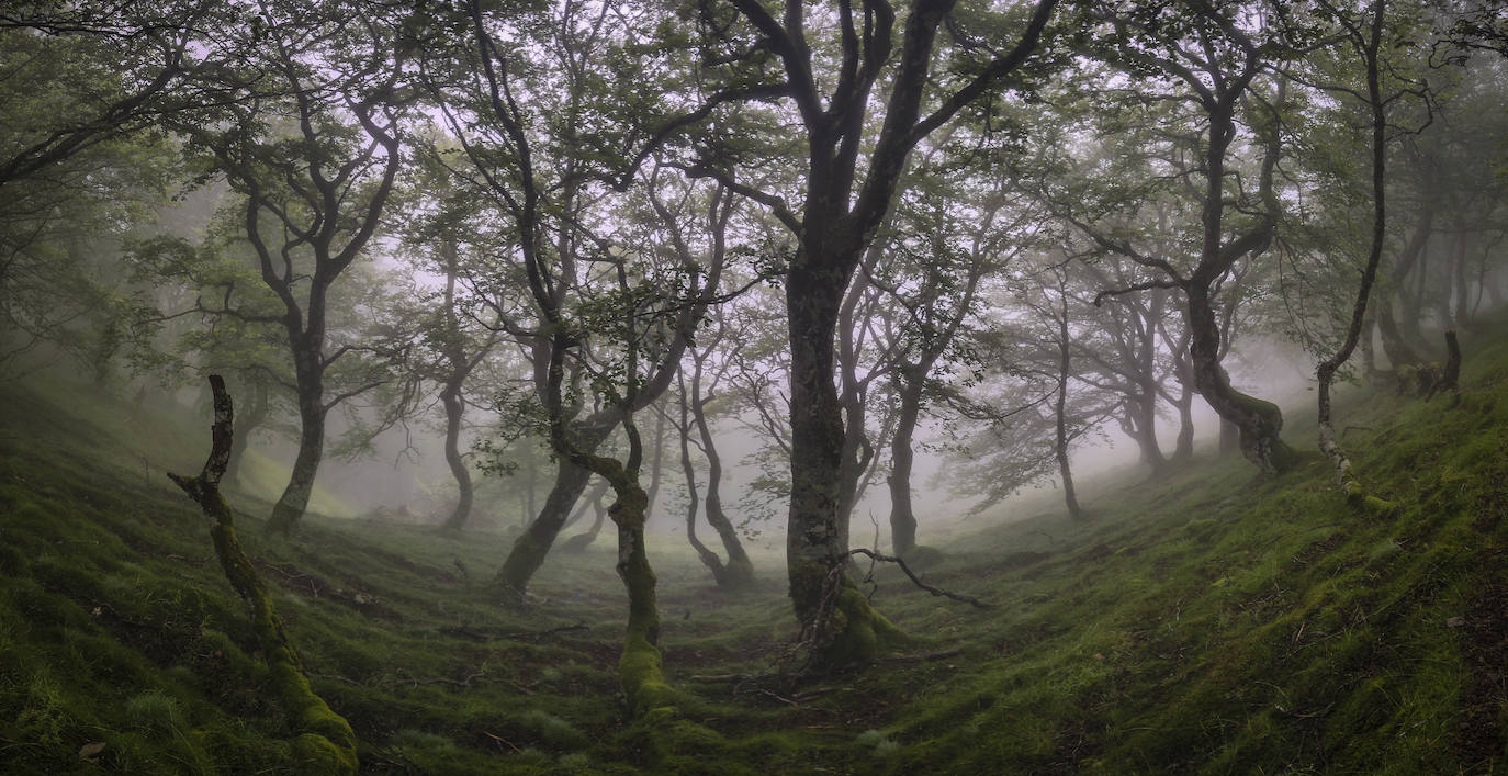 El bosque abracadabrante del coll de Bentartea, cruzando ya la frontera de España