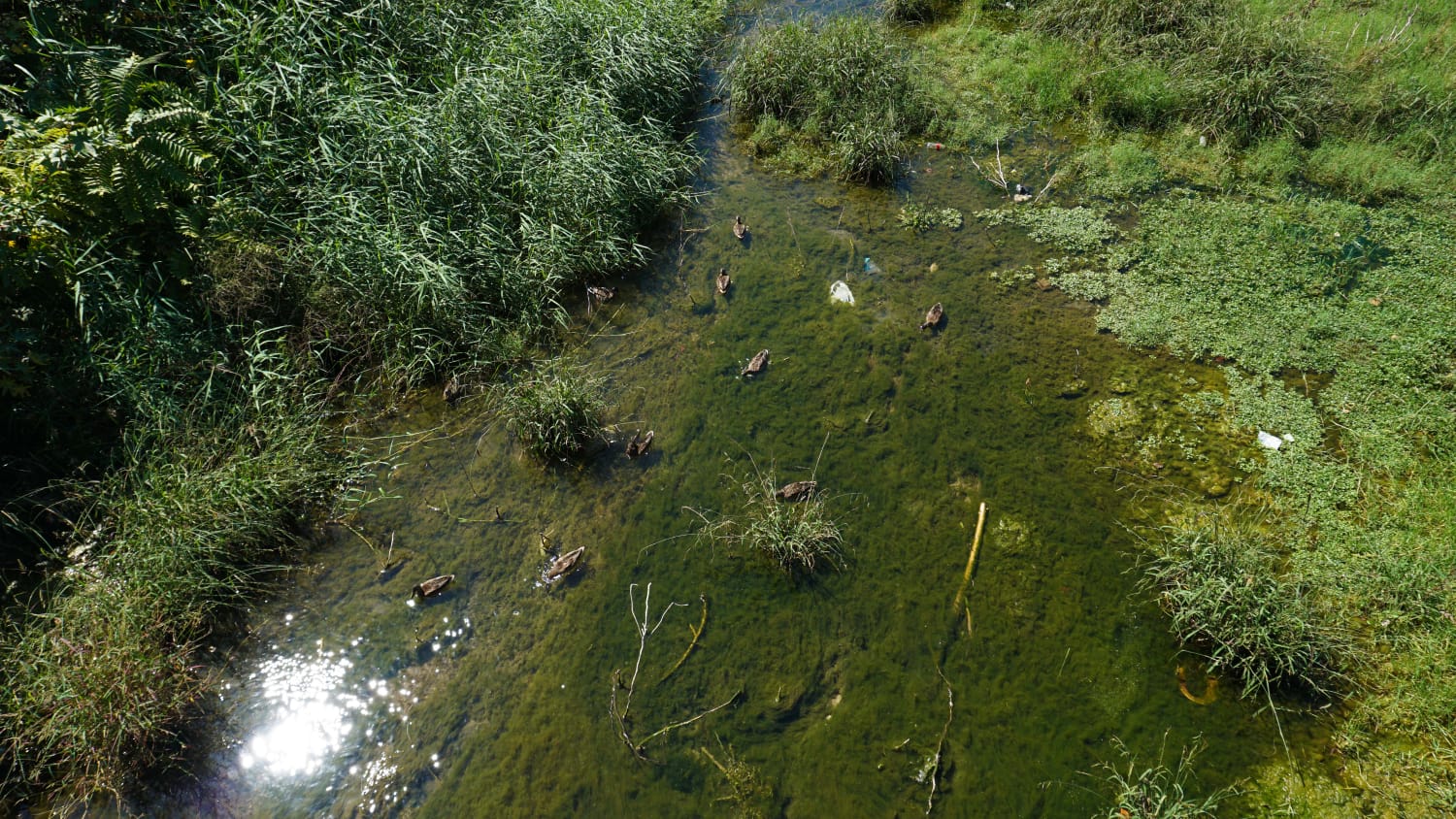 Expertos de la UMA advierten de que la vegetación descontrolada merma la capacidad de desagüe del río en caso de trombas