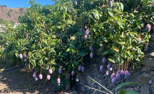 La campaña del mango arrancó hace unos días en la Axarquía. 