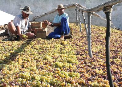 Imagen secundaria 1 - Las uvas que se destinan pasas tienen que recolectarse maduras. En el pasero llega la parte fundamental del proceso. Abajo, paseros tradicionales de la Axarquía.