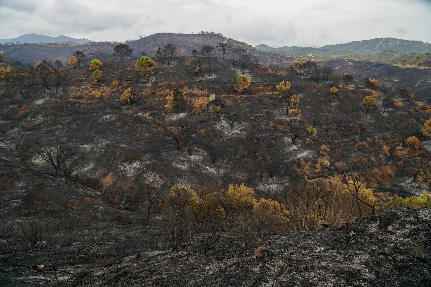 El incendio se bifurca y avanza en dos frentes este lunes