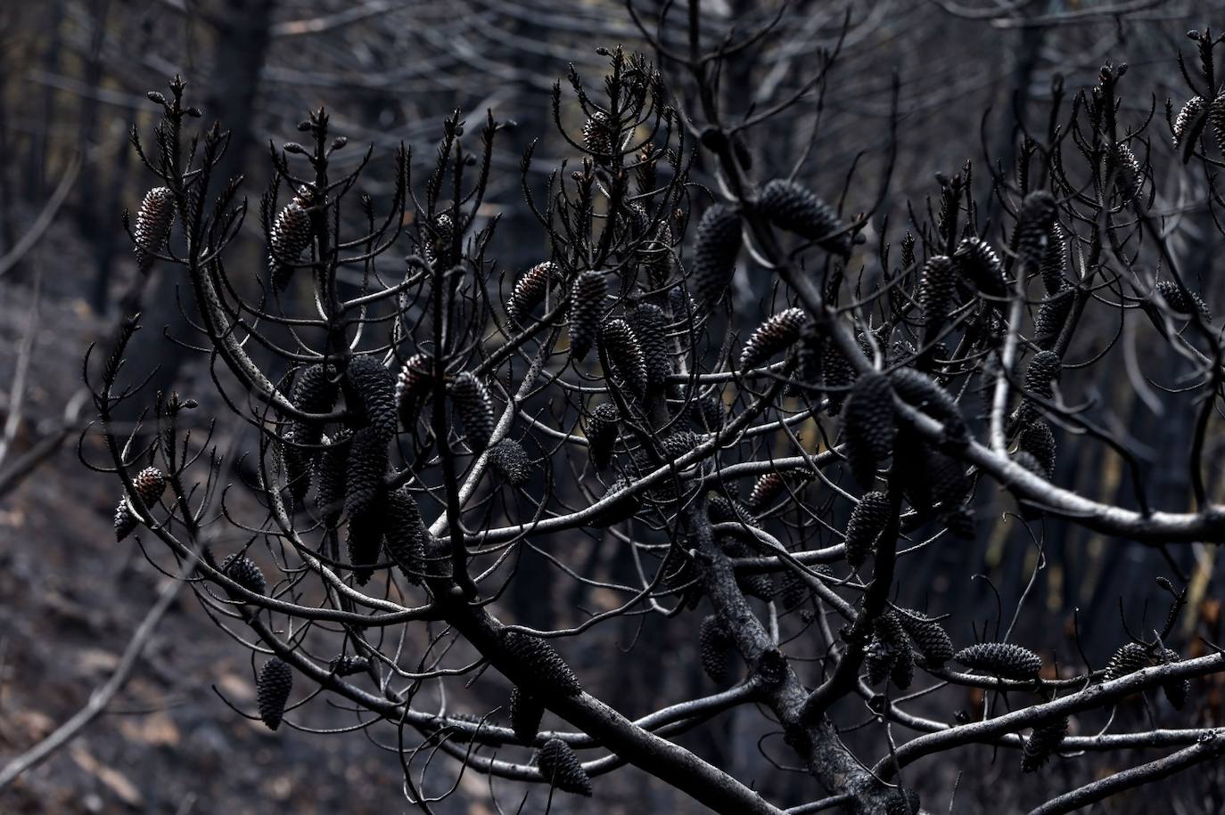 Las imágenes de la desolación tras quedar controlado el fuego en Sierra Bermeja. 