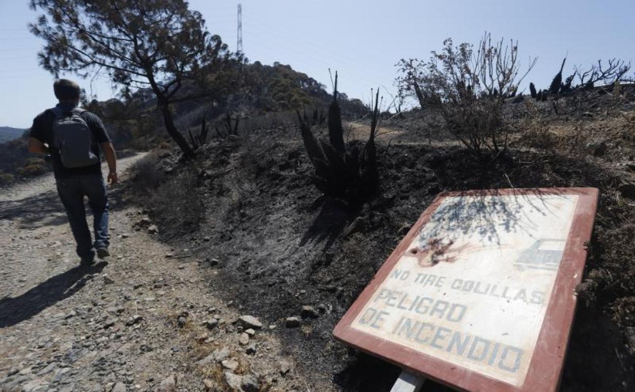 Zona afectada por el incendio de Sierra Bermeja. 