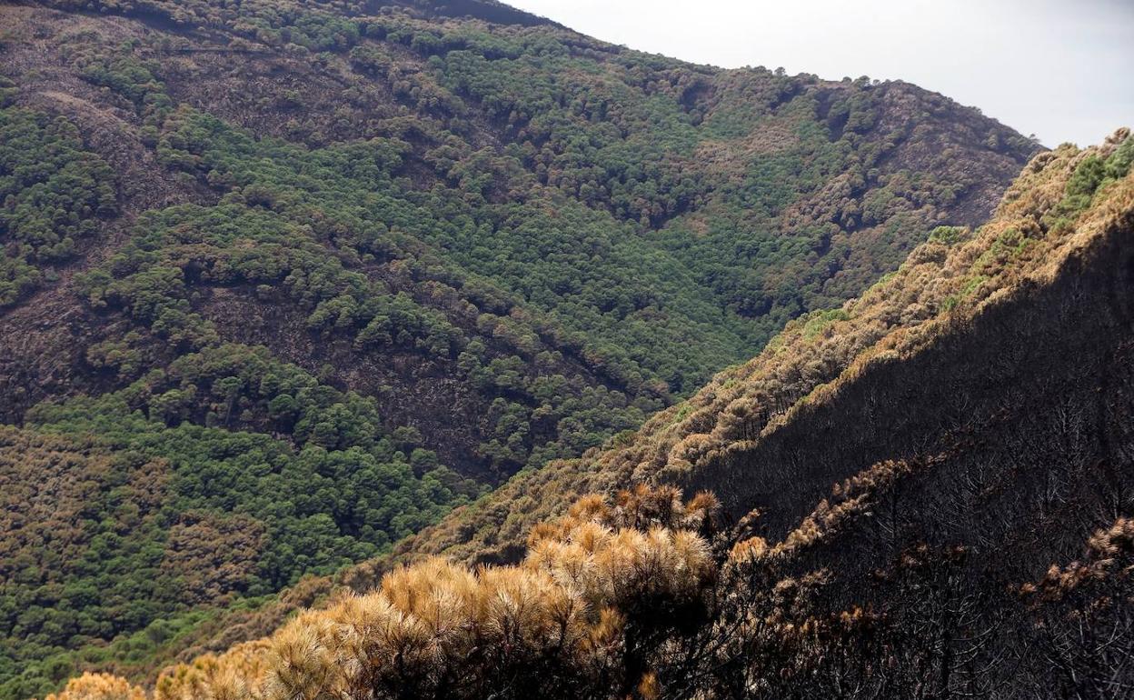 Imágenes del martes de la zona arrasada por el fuego, ya controlado. 