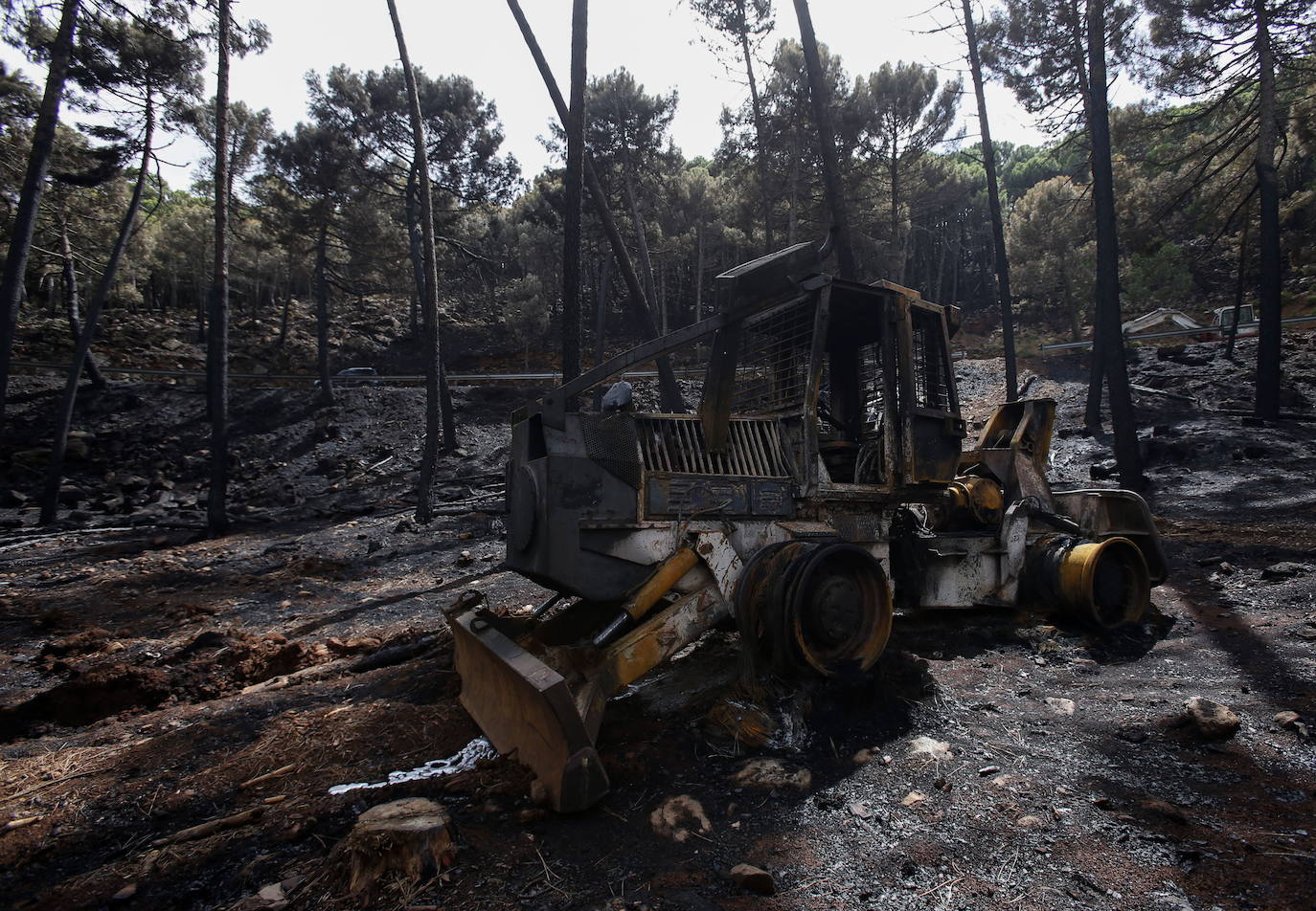 Incendio Málaga: El Consejo de Ministros declara Sierra Bermeja zona catastrófica