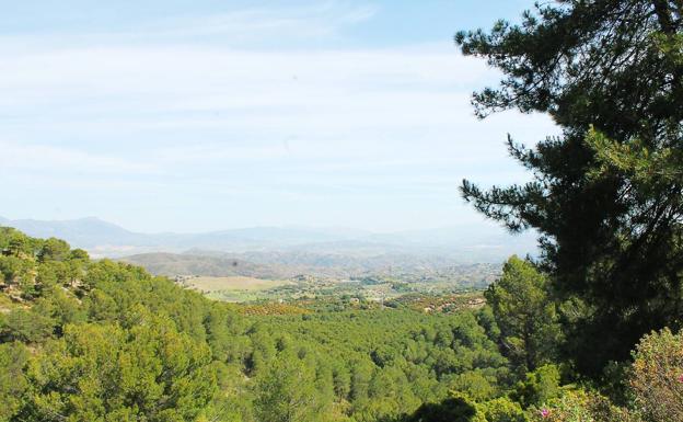 Este bosque repoblado es uno de los grandes alicentes de esta ruta