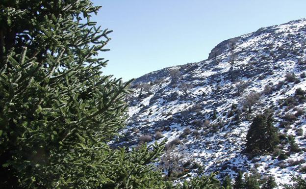 El pinsapar ofrece bonitos contrastes cuando hay nieve