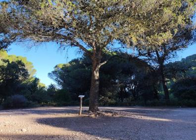 Imagen secundaria 1 - Cruce de caminos en el puerto de la Graja. Pino del puerto de la Graja. Cantera de los Arenales con el fondo del mar.