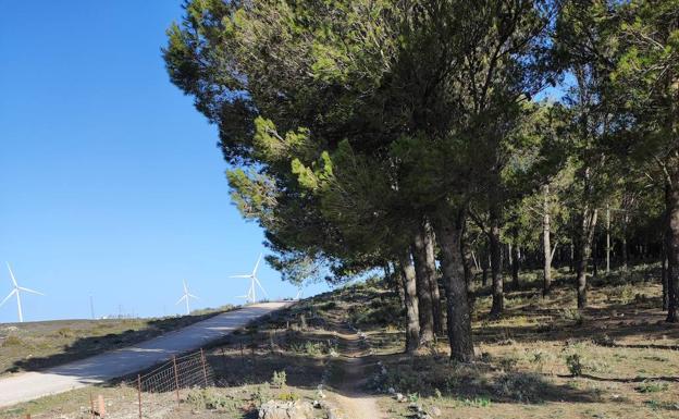 Imagen principal - Punto donde el camino se adentra en el pinar de Las Carboneras. Cartel descriptivo del bosque de Las Carboneras. Parte del camino.