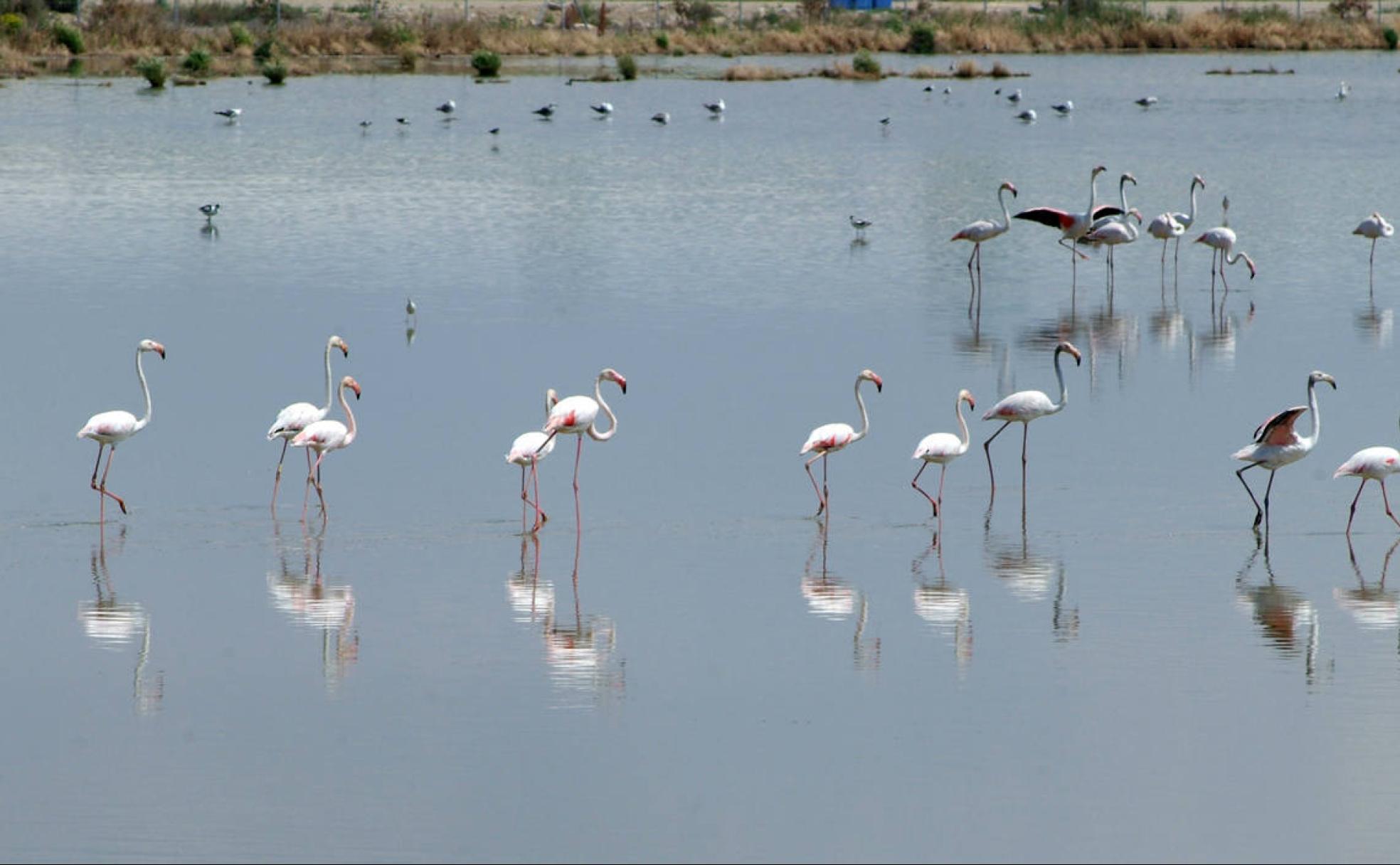 Flamencos rosa en las lagunas de Campillos