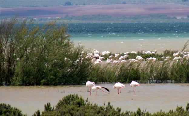 El flamenco rosa es la especie más llamativa de esta ruta.