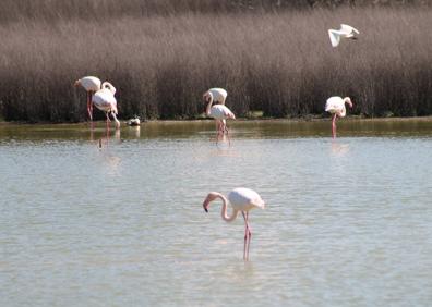 Imagen secundaria 1 - Buena parte del recorrido pasa por la antigua Cañada Real. En primavera, es posible ver relativamente cerca a estas coloridas aves. Laguna Dulce de Campillos.