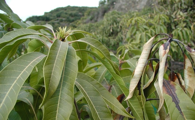 Imagen de los daños que provoca en las ramas de los mangos. 