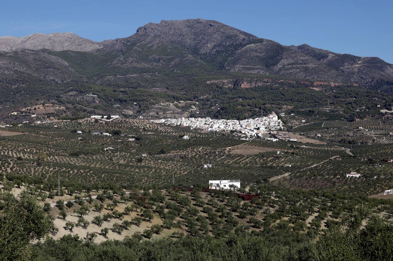 Campaña de recogida en los olivares de Málaga. 