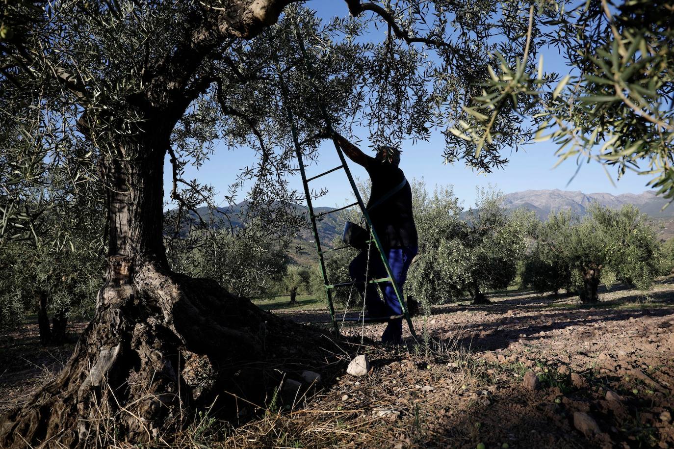 Campaña de recogida en los olivares de Málaga. 