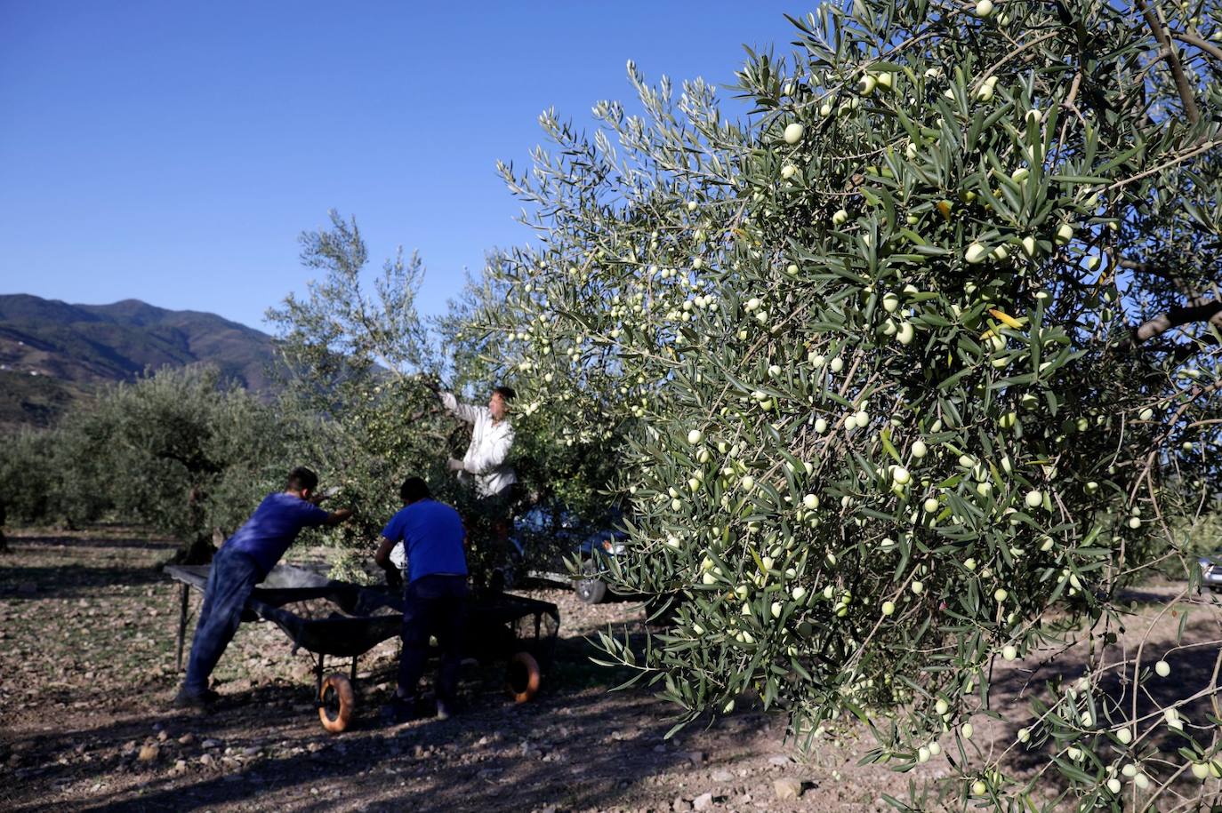 Campaña de recogida en los olivares de Málaga. 