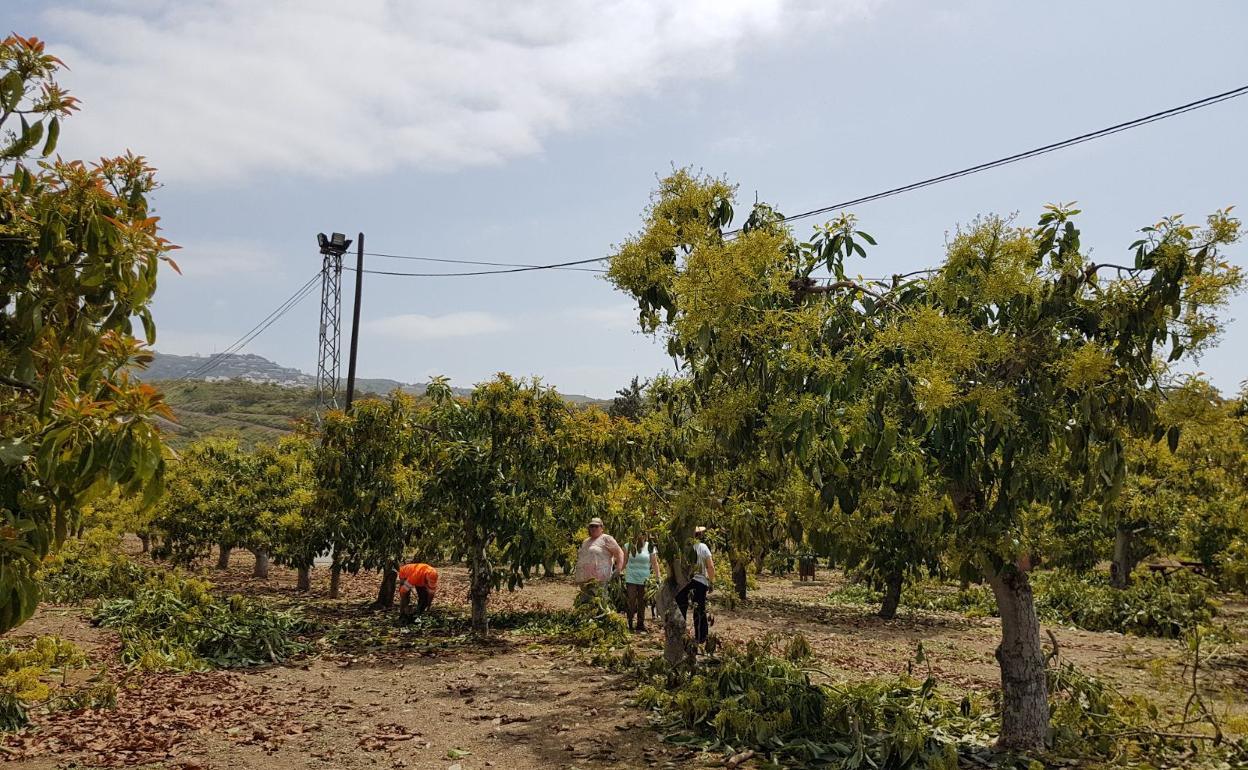 Imagen de la finca La Pola de Vélez-Málaga. 