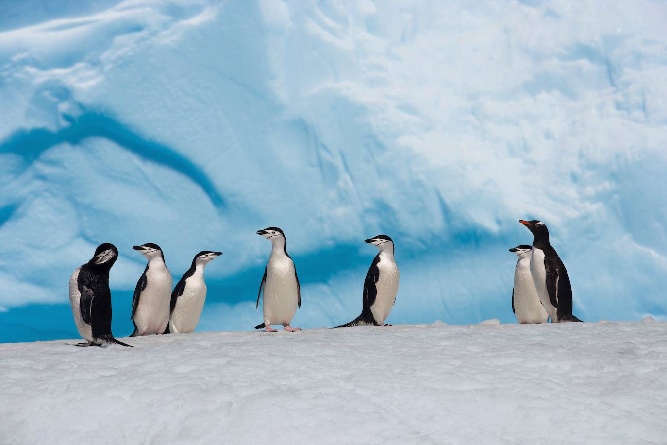 Esta fotografía del folleto tomada por John B. Weller y publicada por Pew Charitable Trusts muestra pingüinos vistos en la Antártida. El 25 de abril de 2017, los científicos instaron a más protecciones en la naturaleza virgen de esta zona para ayudar a detener el declive de las especies, con el cambio climático y la sobrepesca cobrando su precio. La convocatoria, que coincide con el Día Mundial del Pingüino, creada para promover la salud y la conservación de las icónicas aves marinas, se basa en un acuerdo histórico alcanzado en Australia en octubre pasado para crear la reserva marina más grande del mundo.
