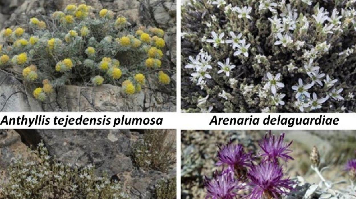 Cuatro de los endemismos en peligro de extinción en la Axarquía. sur