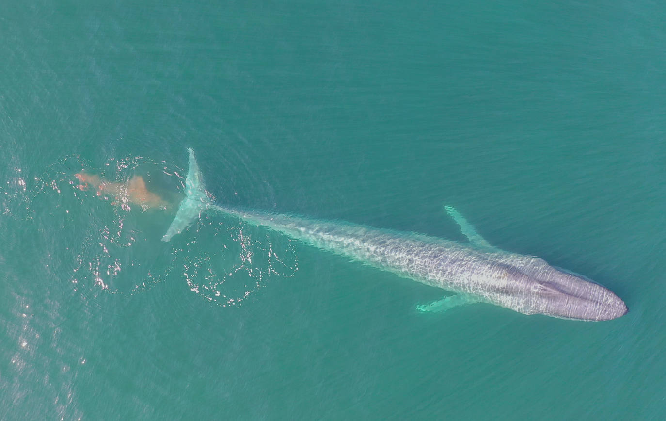 Una ballena azul defeca en aguas de California.