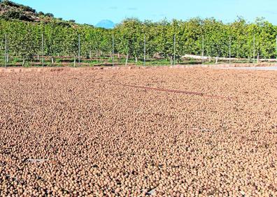 Imagen secundaria 1 - Tras retirar la vegetación y lavar, las nueces se secan, se seleccionan, se clasifican por calibres y pasan al envasado. El secado al sol es una de las características distintivas de la nuez de Ronda. Actualmente la marca comercial de la finca La Molinilla es Nueces de Ronda. 
