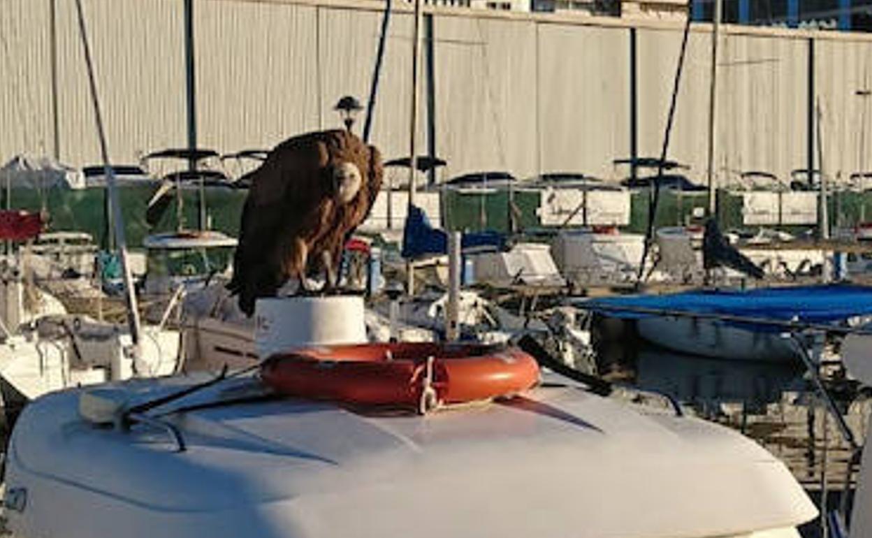 El buitre leonado estaba en la zona de embarcaciones de recreo del Puerto de la Bajadilla. 