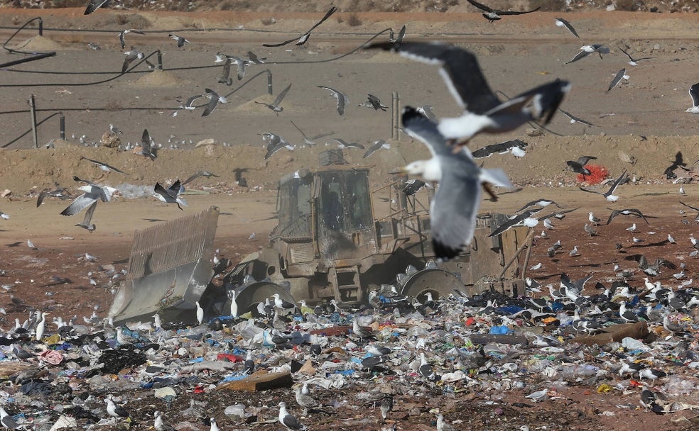 Cientos de gaviotas sobrevuelan el vertedero en busca de comida. 