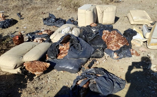 Bolsas de basura con ejemplares de gallinas vivos y muertos. 