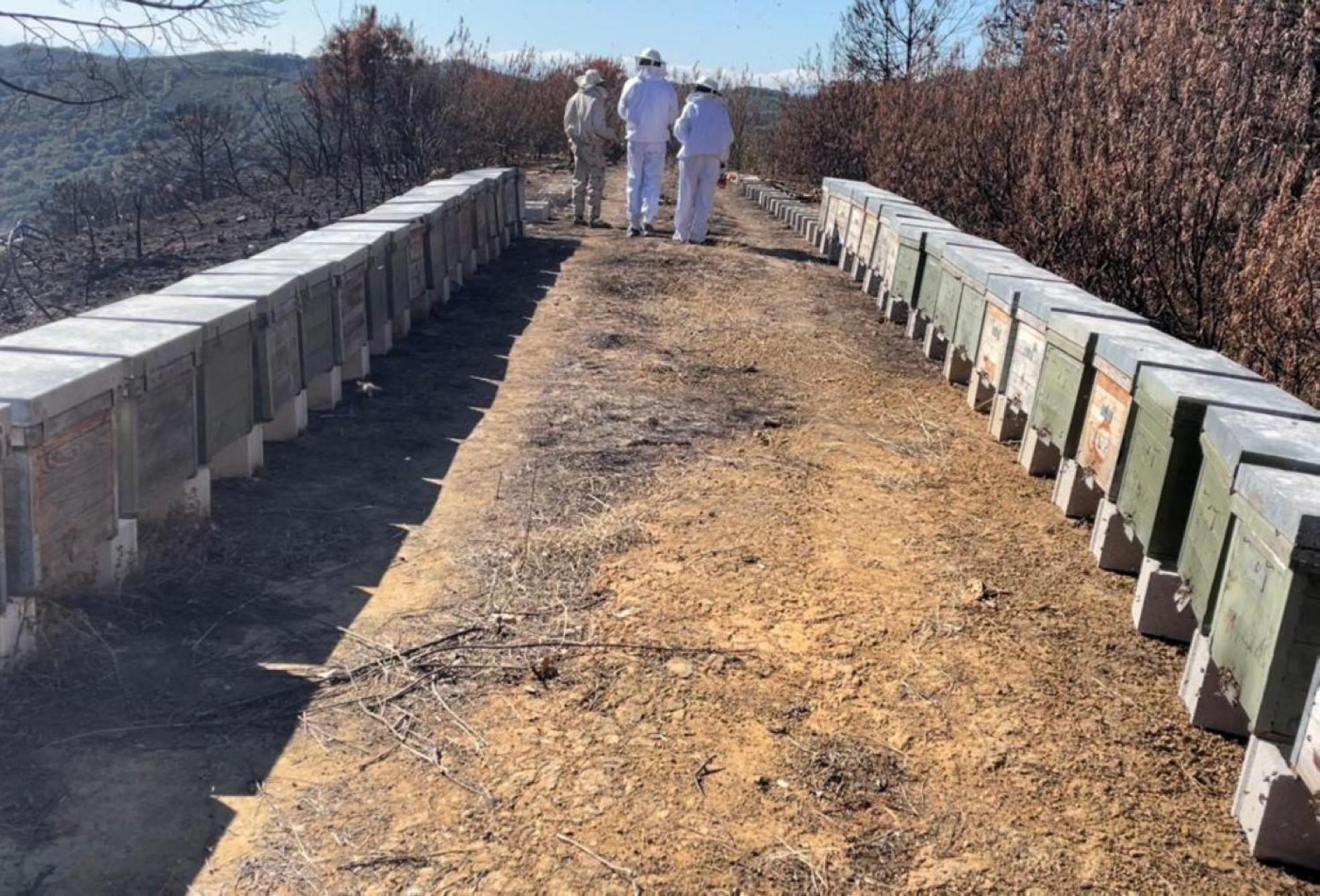Una instalación de colmenas junto a terreno quemado en Sierra Bermeja. sur