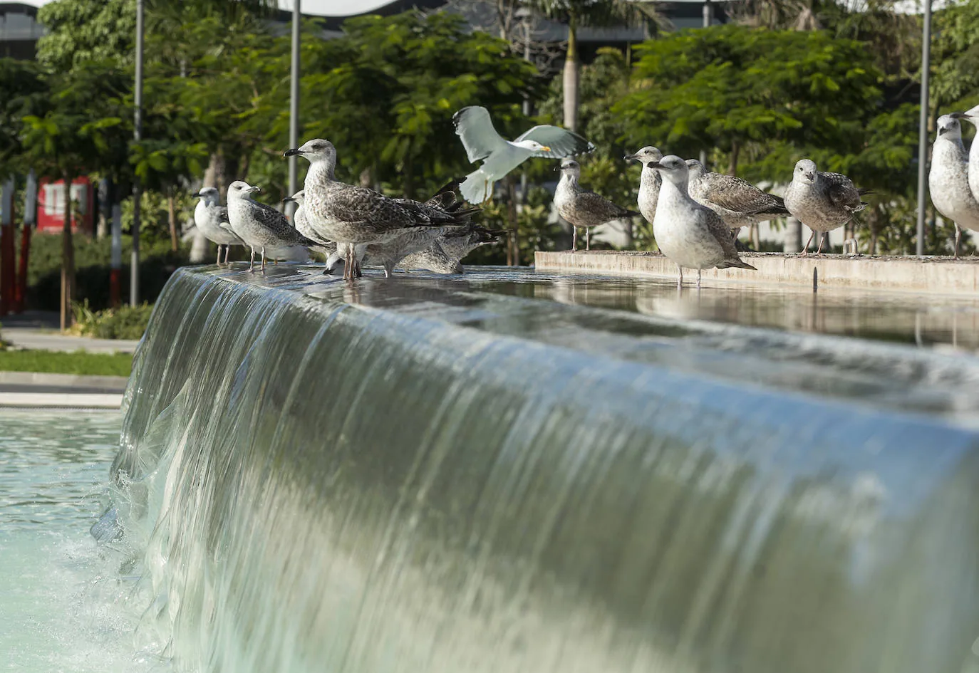 El hecho de haber creado una lámina de agua dulce de grandes dimensiones la ha convertido en el punto de reunión de miles de estas aves acuáticas, que aprovechan su cercanía al Puerto para beber y bañarse.