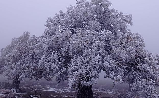Quejigos de montaña en Puerto de los Pilones, en la Sierra de las Nieves.