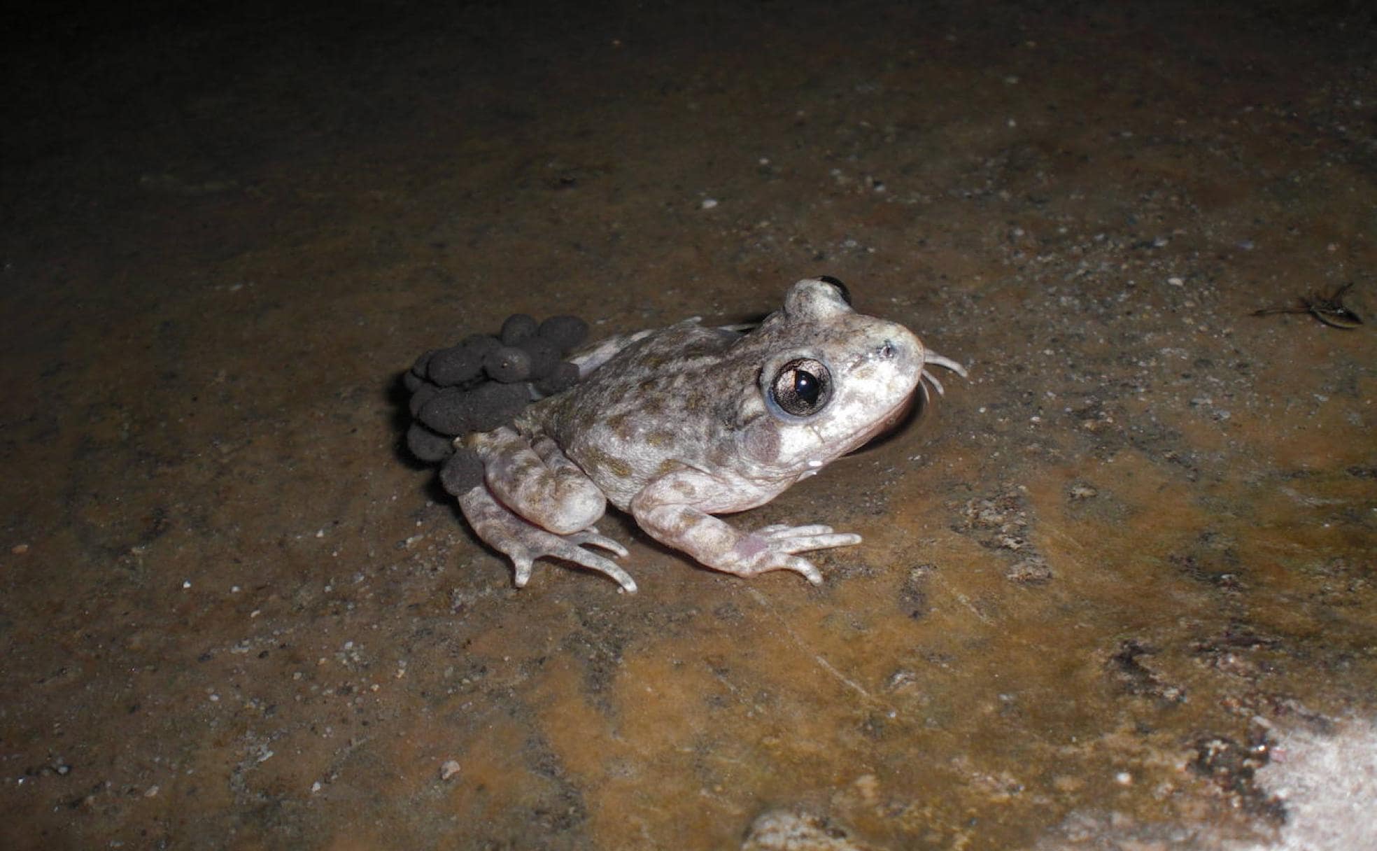 El sapo partero bético tiene hábitos vespertinos y nocturnos.