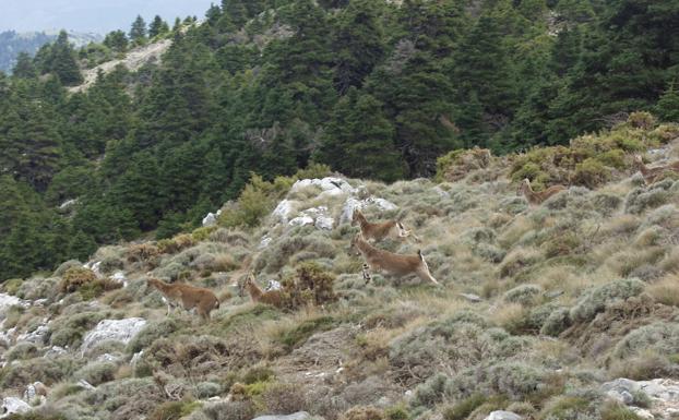 Ejemplares de cabra montés y pinsapos.