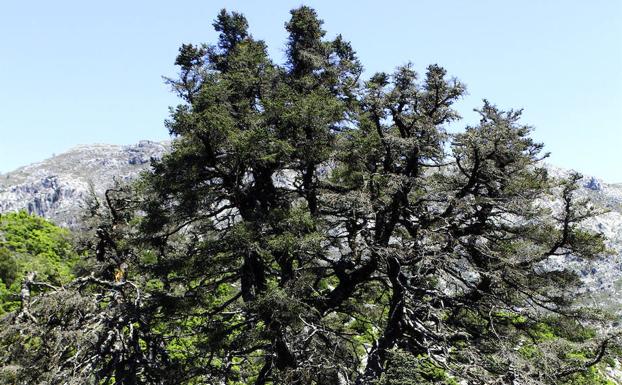 Monumento natural del Pinsapo de la Escalereta.