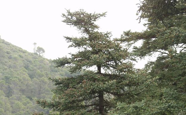 Pinsapos en el sendero del Pozuelo.