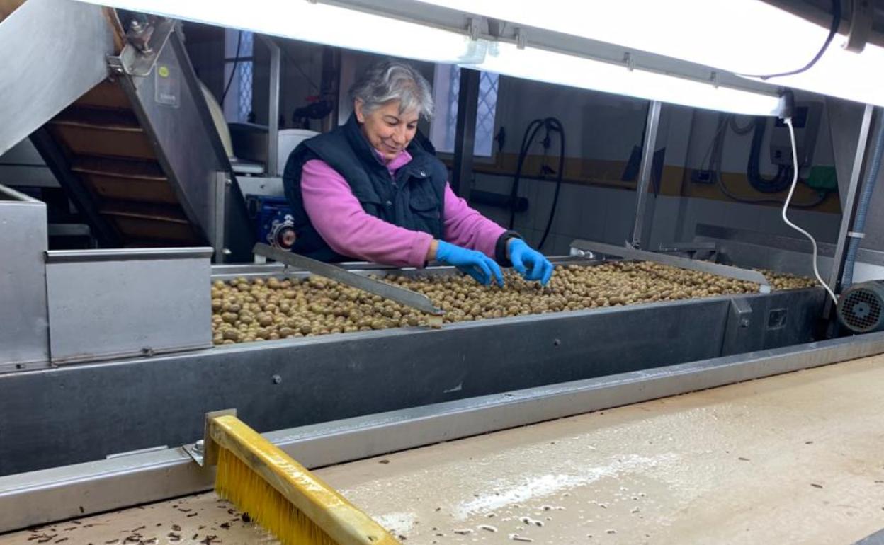 Pepa Reyes, única mujer de la plantilla de la cooperativa de Humilladero. 