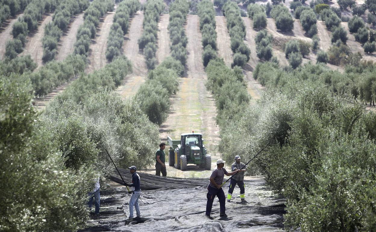 Junta y agricultores andaluces realizan un último esfuerzo para mejorar la PAC en su recta final