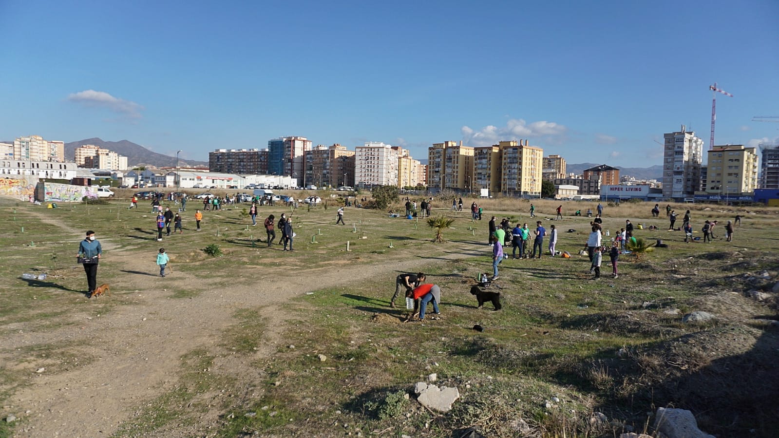 Unas 200 personas participan en la limpieza y plantación de árboles en los suelos donde el Ayuntamiento de Málaga proyecta cuatro rascacielos